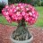 Desert rose